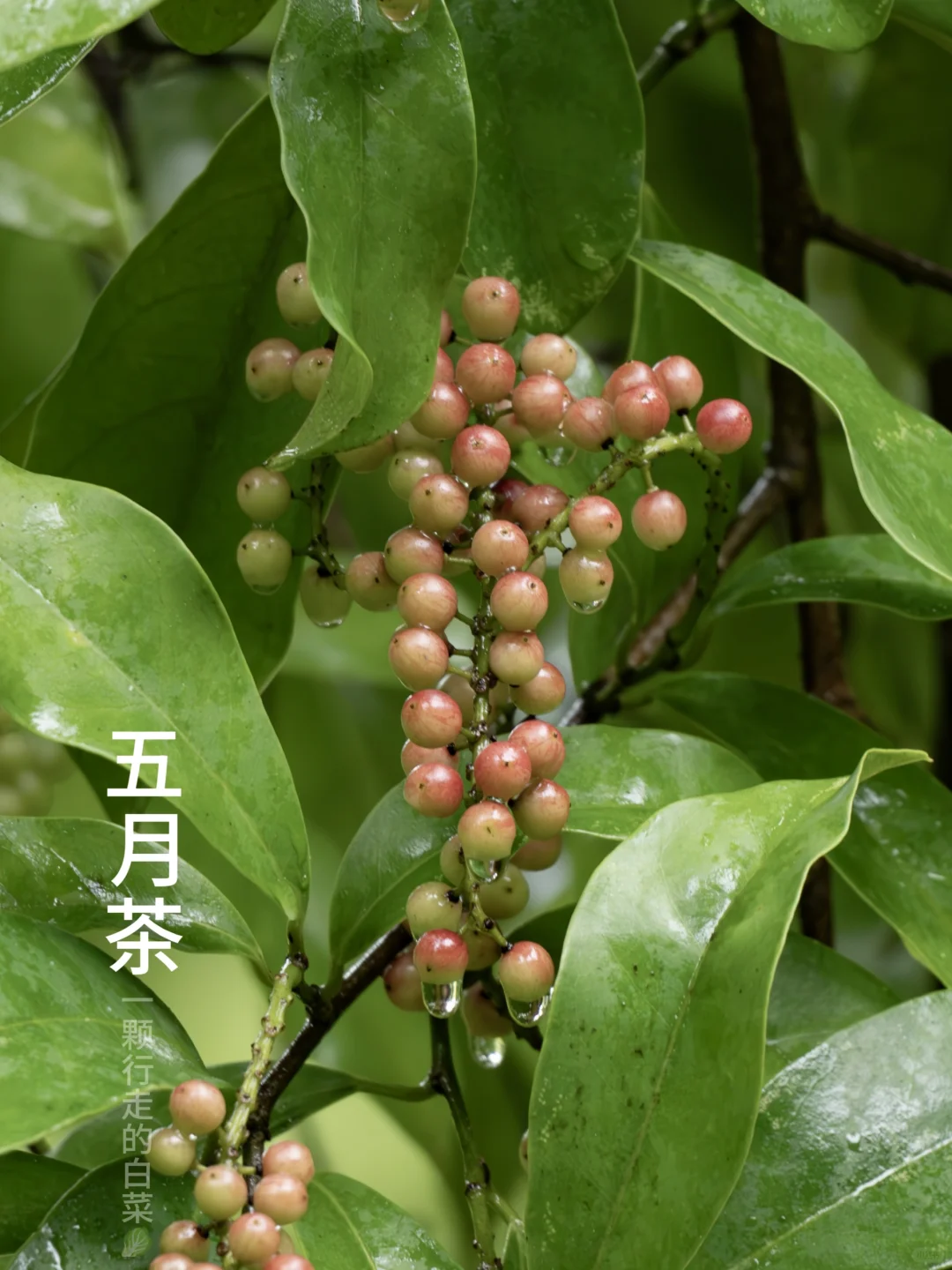 五月茶 | 将熟未熟惹人醉