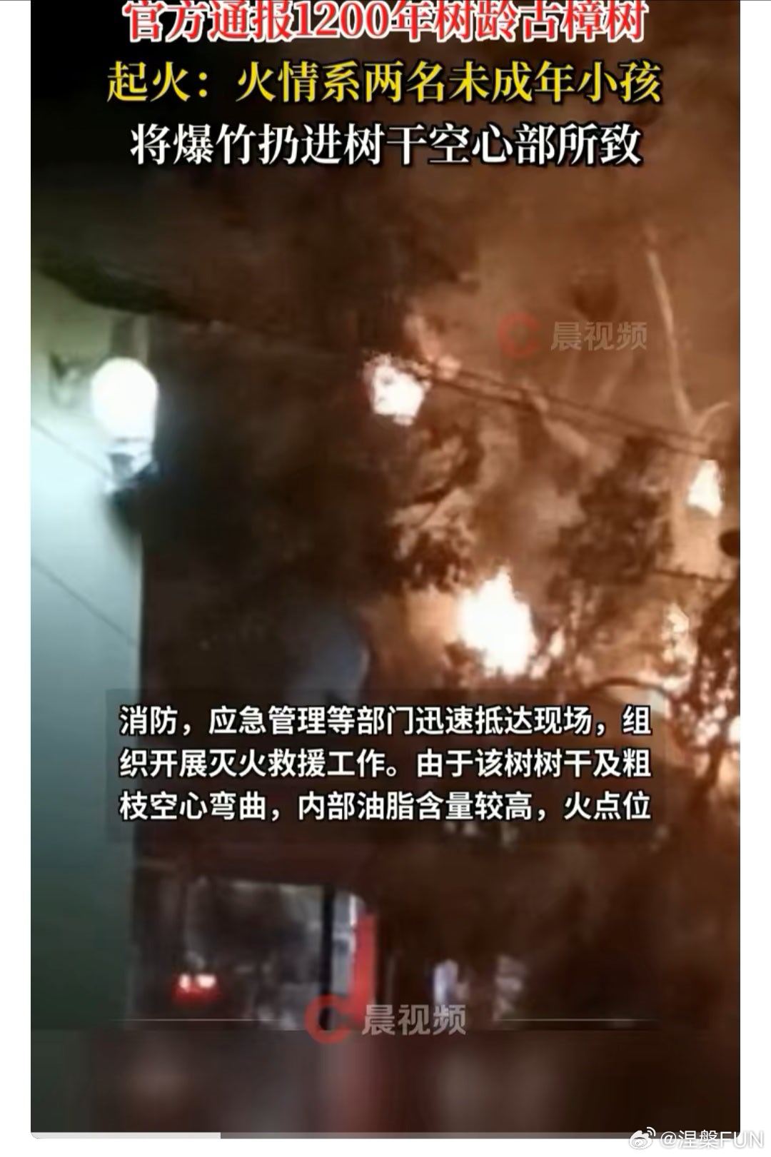 两名小孩扔爆竹致1200年古树起火千年古樟树被熊孩子给嚯嚯了！ 我觉得父母有很大