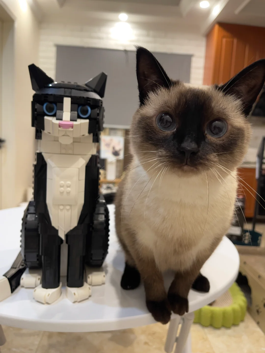 当家里来了一只乐高奶牛猫