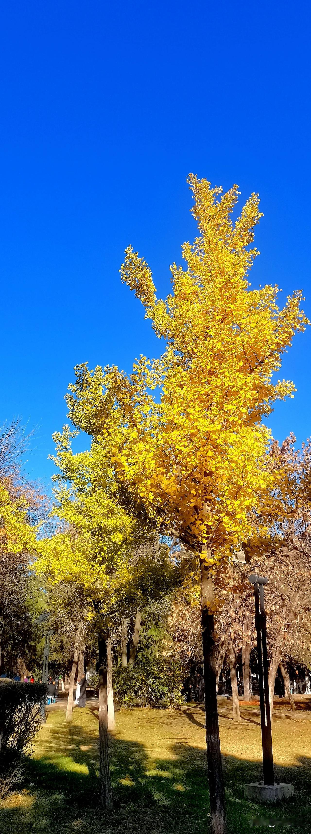 （原创）
秋光潋滟  银杏树上那一片片金黄的小扇子   摇曳着岁月的静美  诉说
