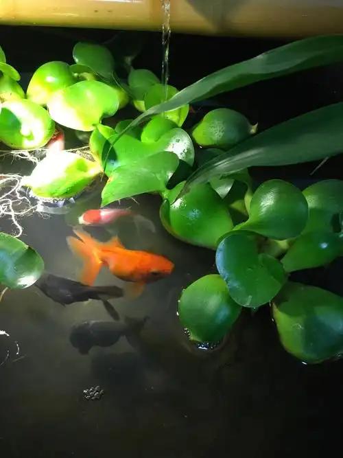 养鱼的最高境界是什么？解释
这个问题，养观赏鱼，不管是锦鲤鱼，金鱼，热带鱼。最高