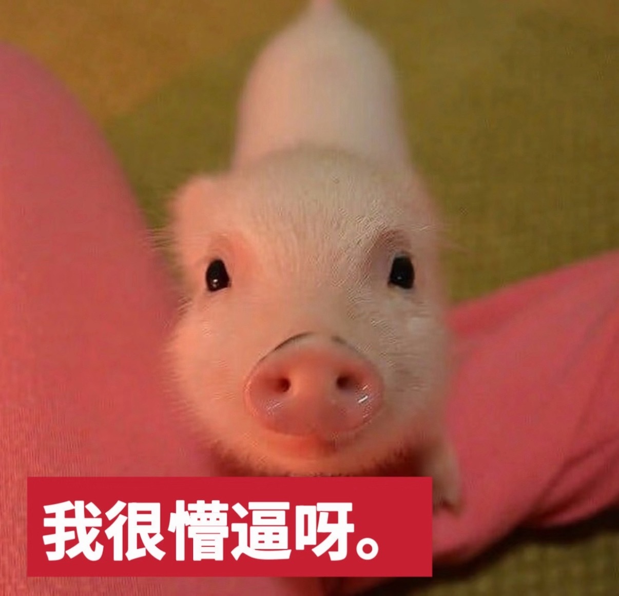 抖音推荐 难看哎？我的抖音好像没有中招，宝宝们你们的抖音变难看了吗？ ​​​