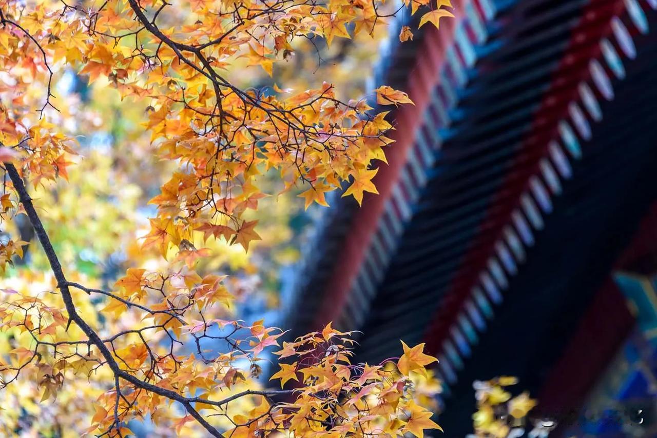 寒露节气，意味着深秋时节到来，所谓“霜叶红于二月花”，斑斓的秋色真正的开启。抬头