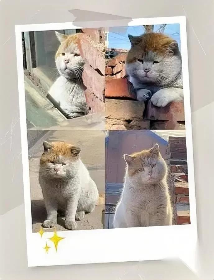 街头遇见一只猫

又脏又壮太惹眼

你猜它活得多通透？

不少路人笑它邋遢，我盯