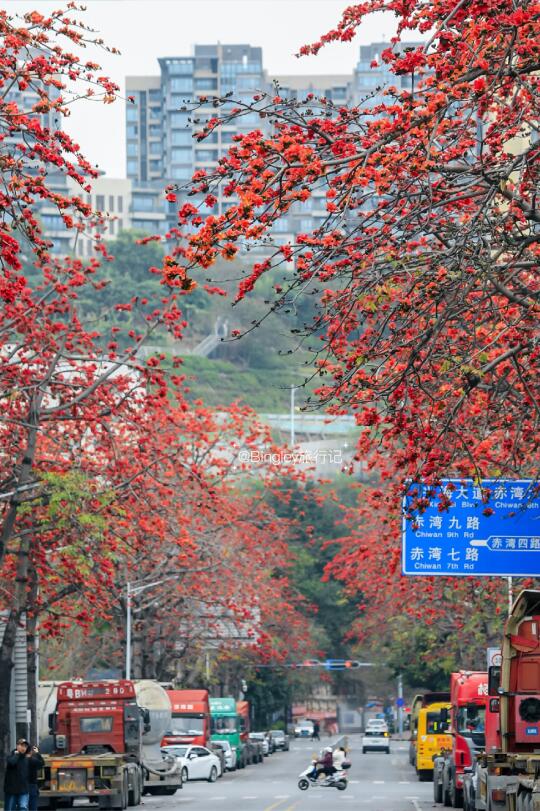 木棉花开正好，快来一场赏花citywalk🌸
