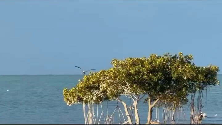 刘浩存镜头里好动人的自然 从刘浩存的vlog中，看到了一个无比纯净的存世界，万物