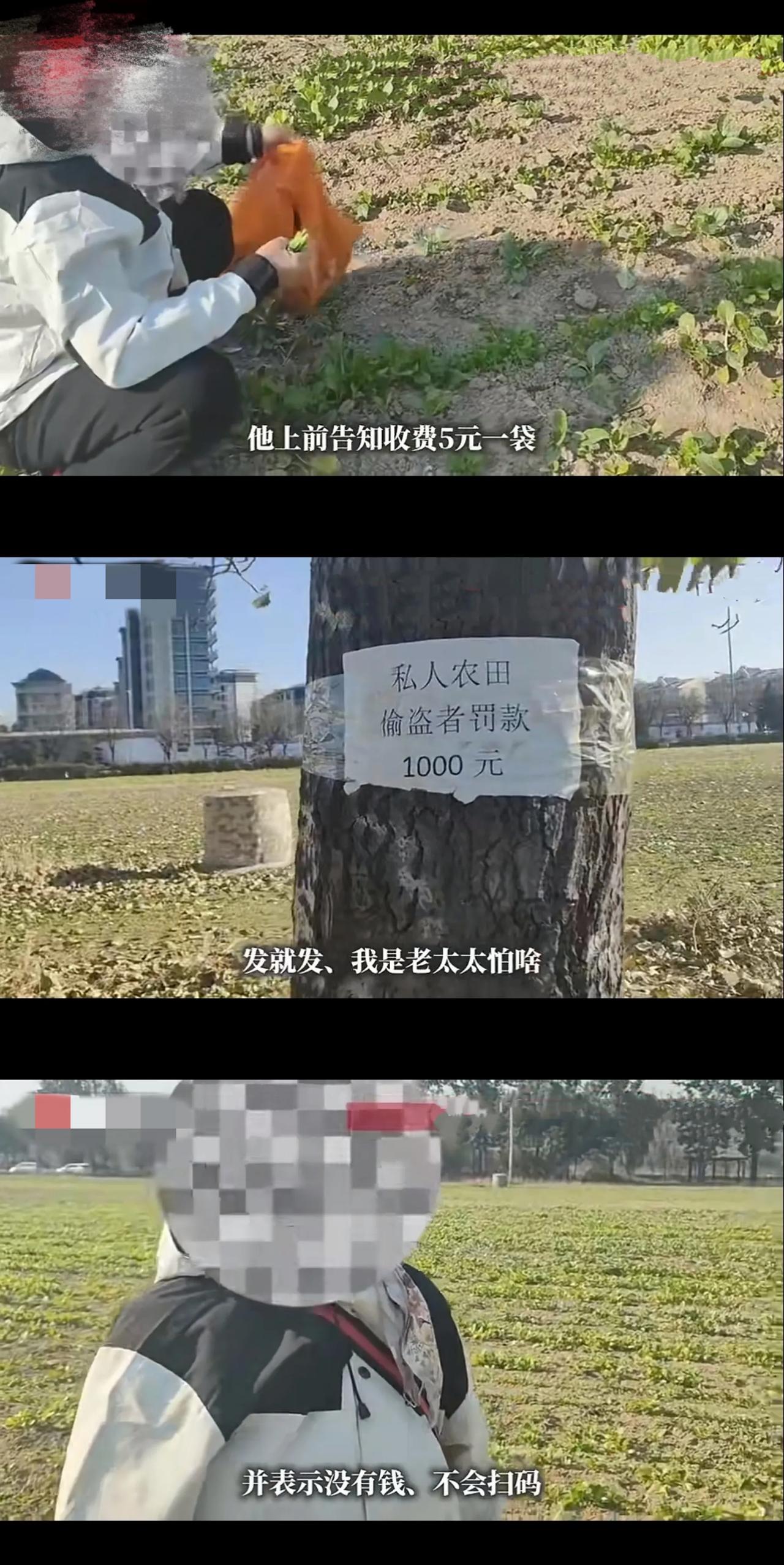 七旬老太太偷菜被逮，反而理直气壮地说：“我是老太太我怕啥？”菜农：“老就可以偷别