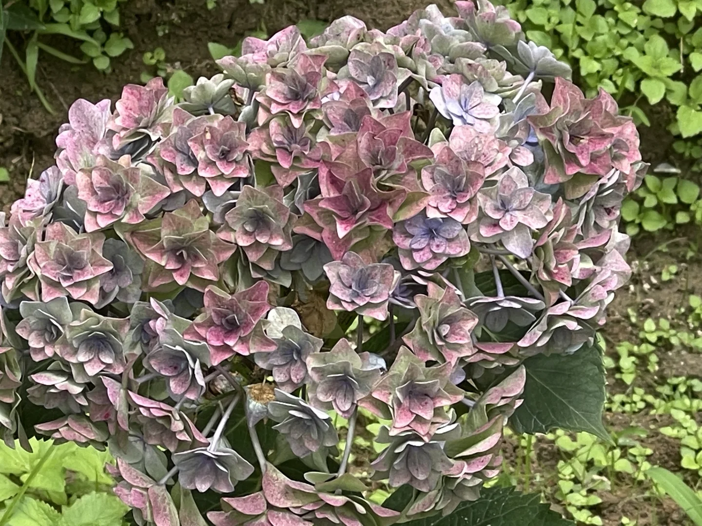 绣球后期
