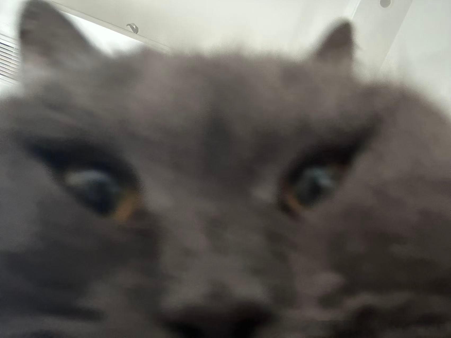 49725【丑猫】晓丽晓丽 