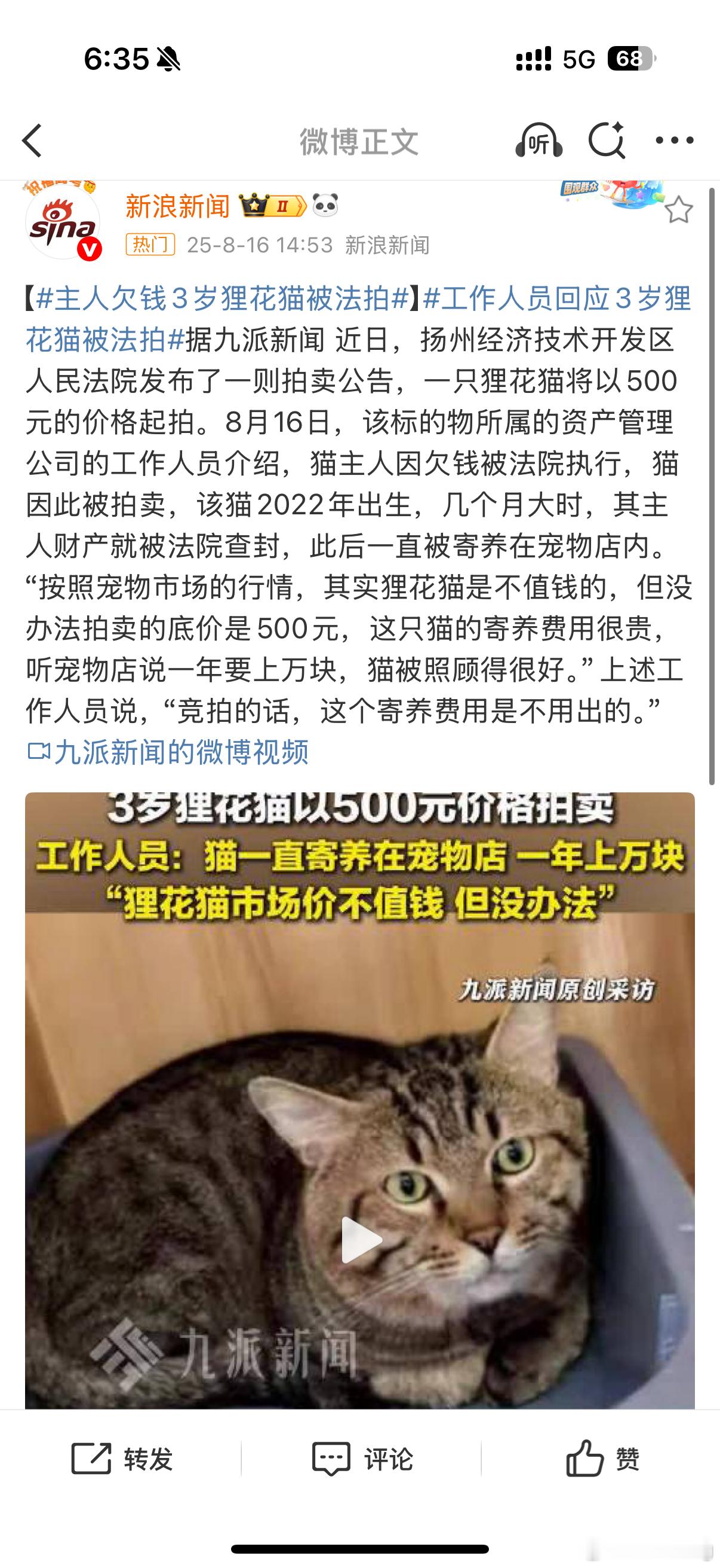 主人欠钱3岁狸花猫被500元拍卖笑死了，狸花猫不值钱，还要卖身为主人还债，可怜的