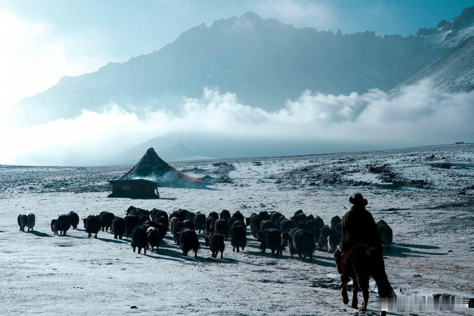 金巴过年回草原放牧 金巴回草原放牧的样子，才是真正的自由和生命力啊！这才是最真实