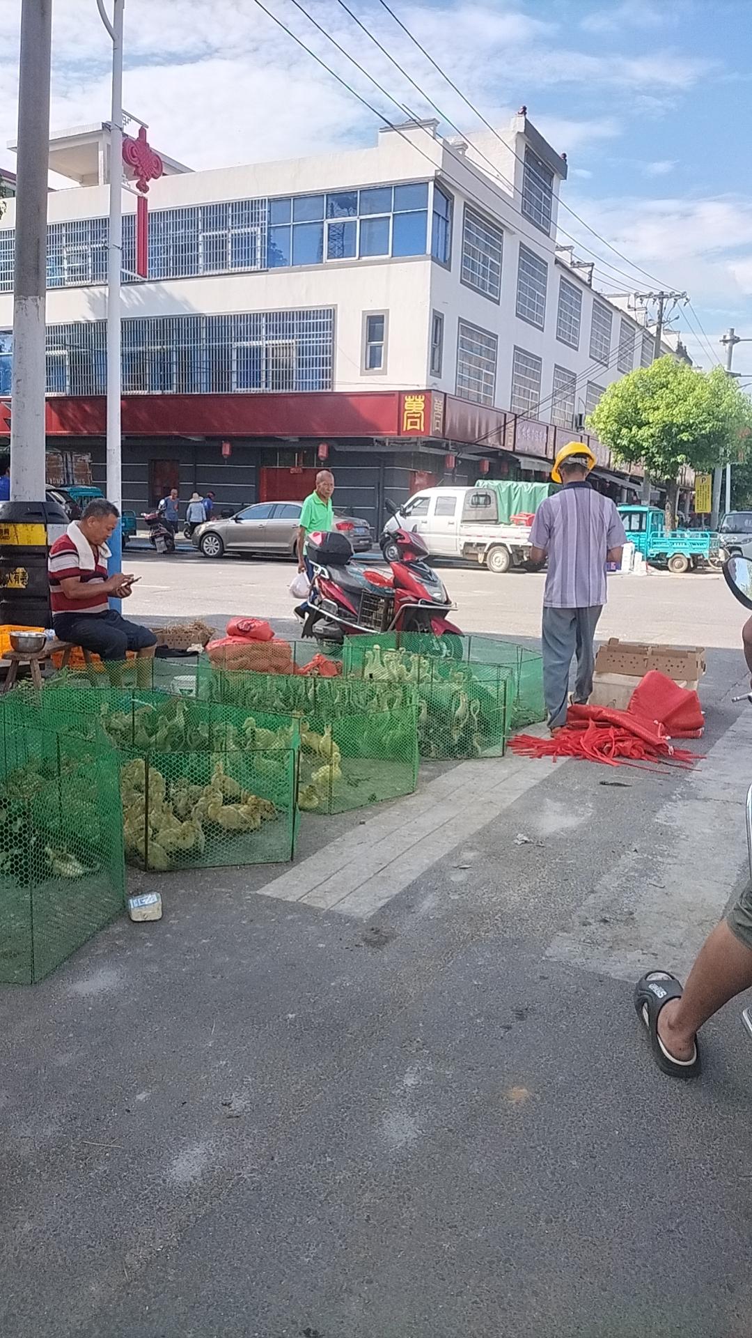 还有三天左右就要放暑假了，我想买小鸭子养，今天来万合街上看看，看到地摊上好多小鸭