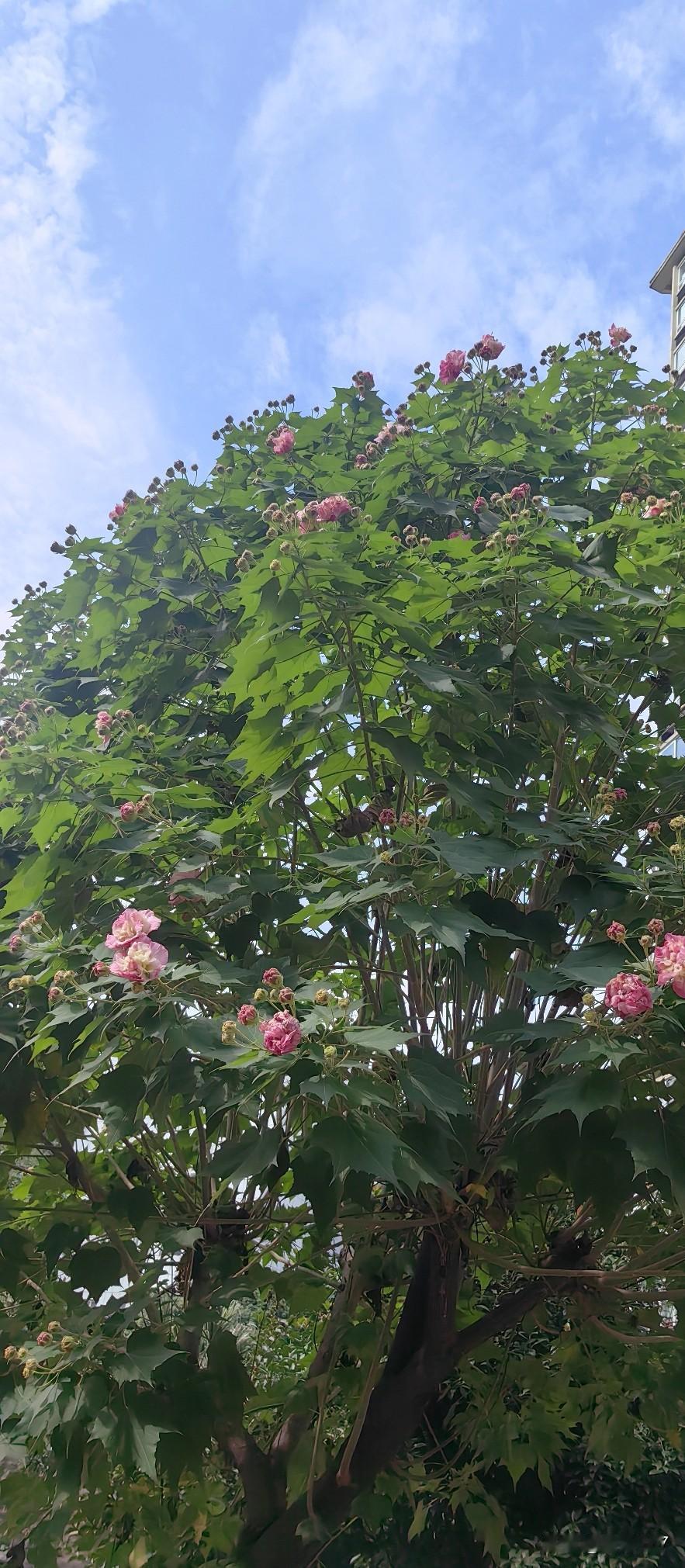 昨天和孩子吵了一架，内心陷入深深的担忧。孩子正上高二，思想比较活跃，昨天在谈到班