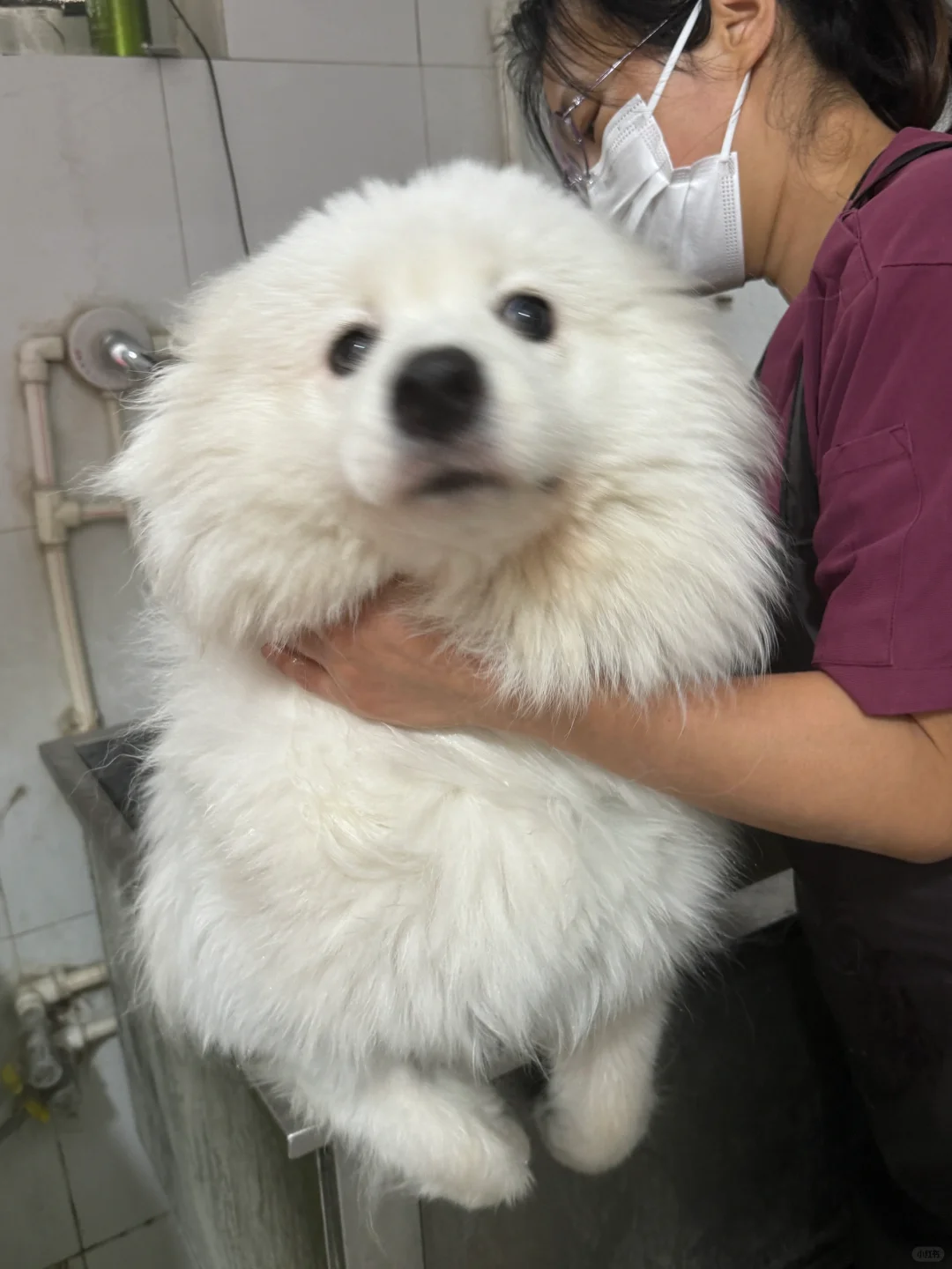 小海豹洗澡咯
