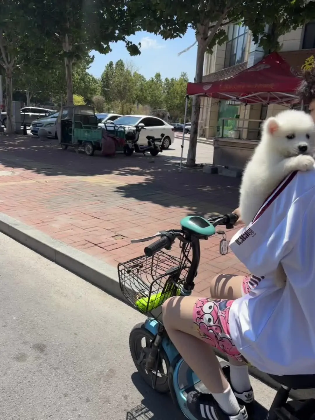 把我可爱的耶耶还给我 可恶的萨摩猪