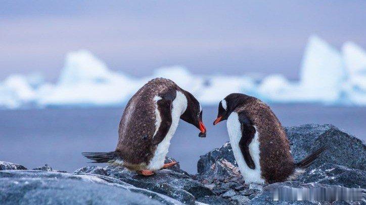 正式被确诊为网络企鹅🐧Pebbling 这个概念来源于某些企鹅的真实习性。阿德