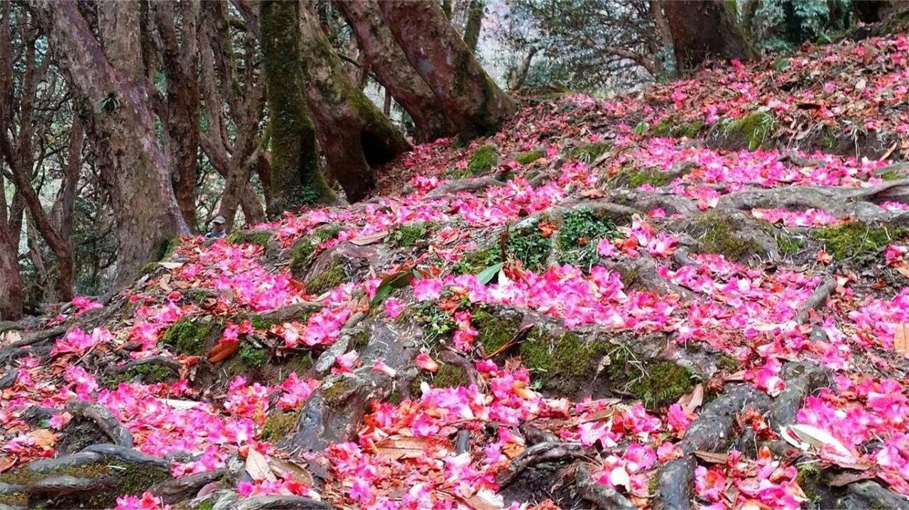 浮花无限……