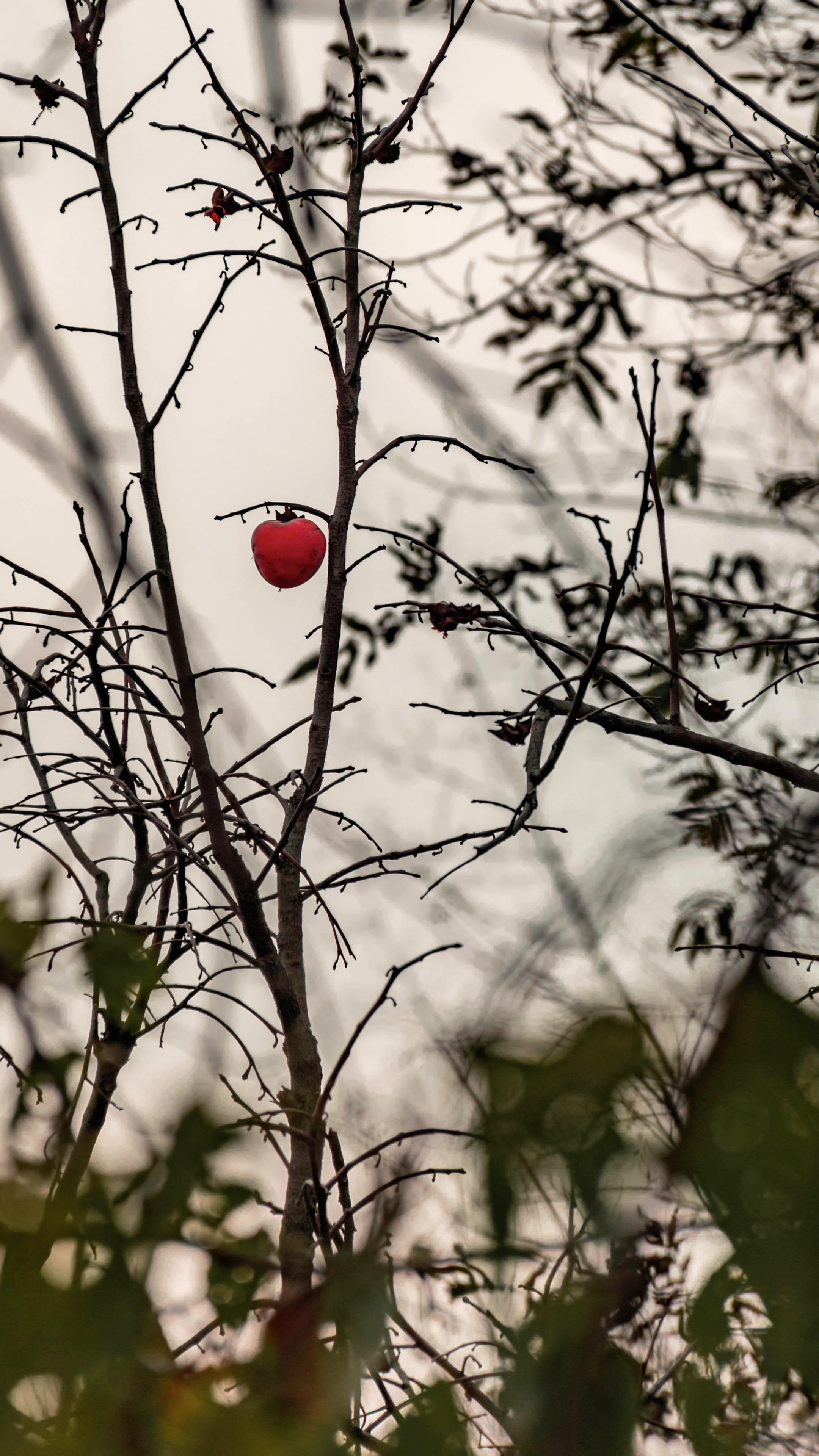 祝大家柿柿如意！
