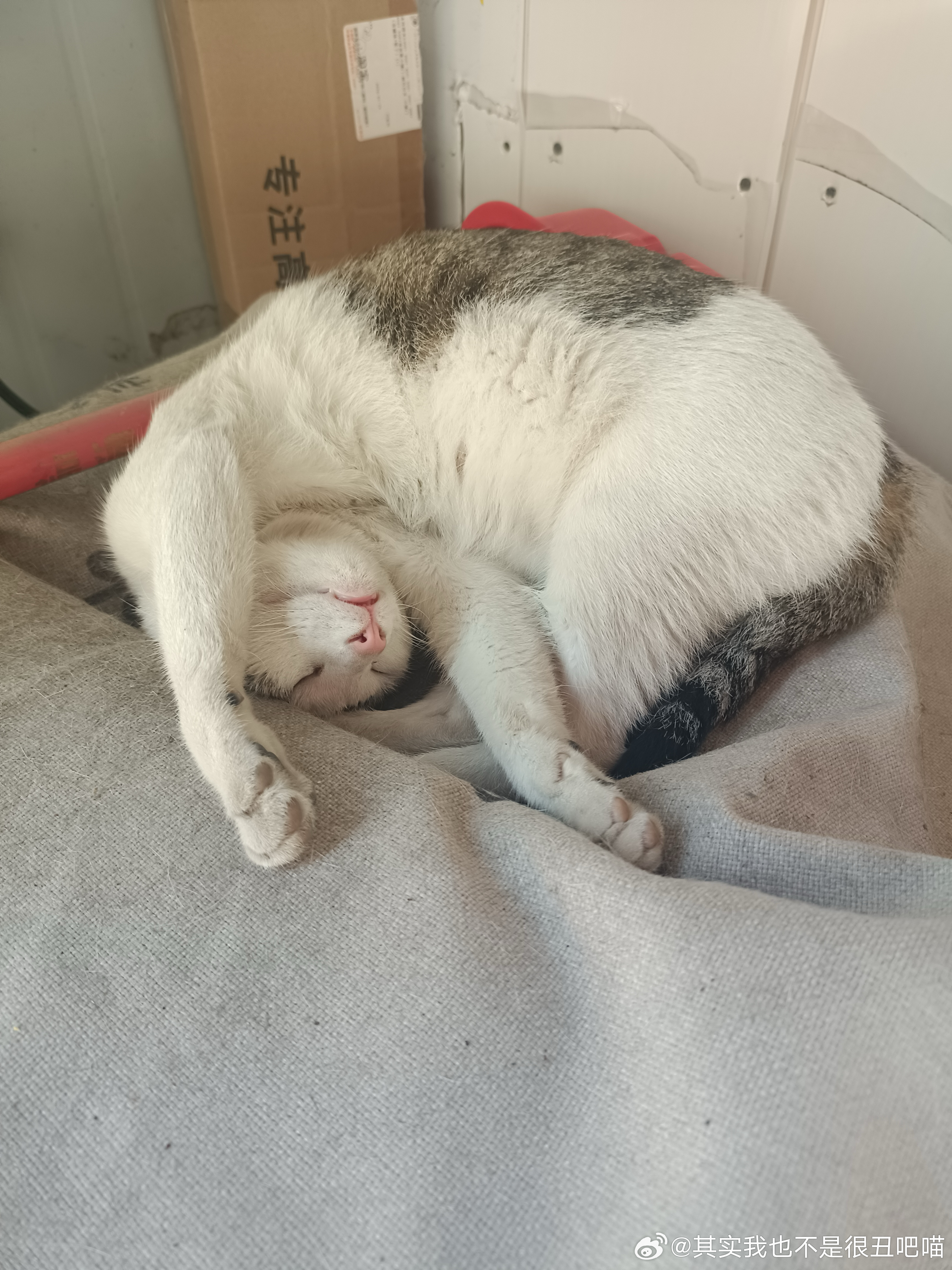 49706【丑猫】竞选优美睡姿 
