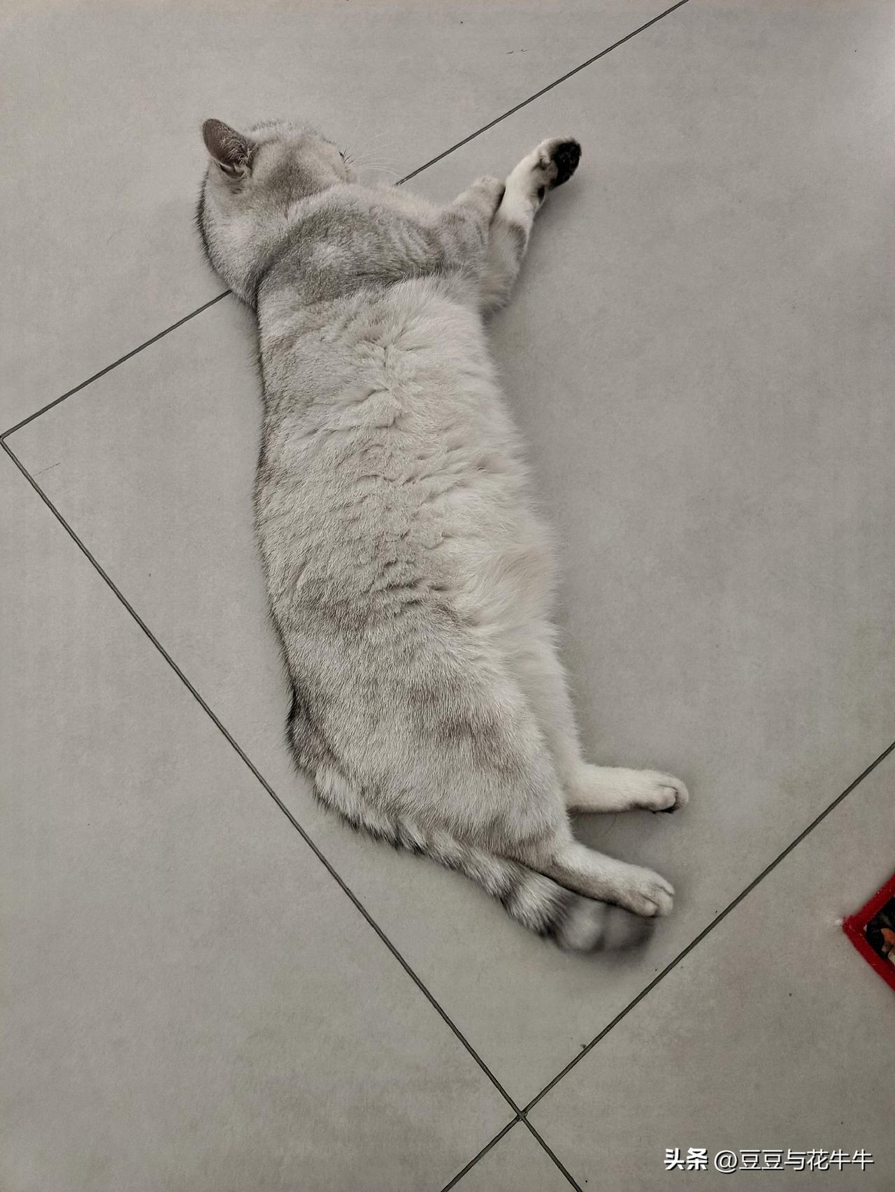 今天又是下了一天的雨，空气阴冷潮湿。不知道我家的猫孩子是不是因为下雨而心情不好，