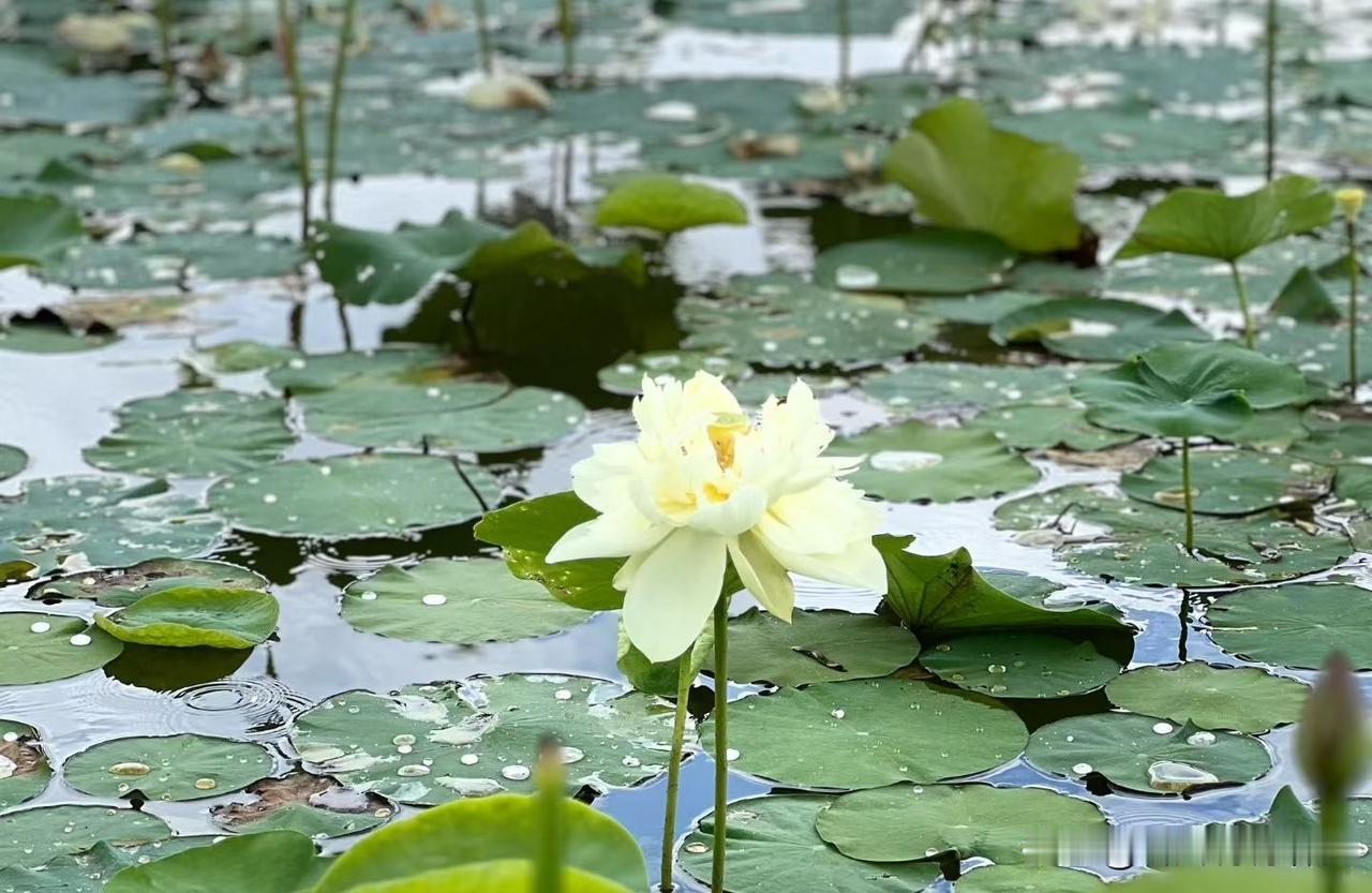 ❤️我是一切的根源。内心的能量是无限的，只有当阻力较小的时候，生命力便会源源不断