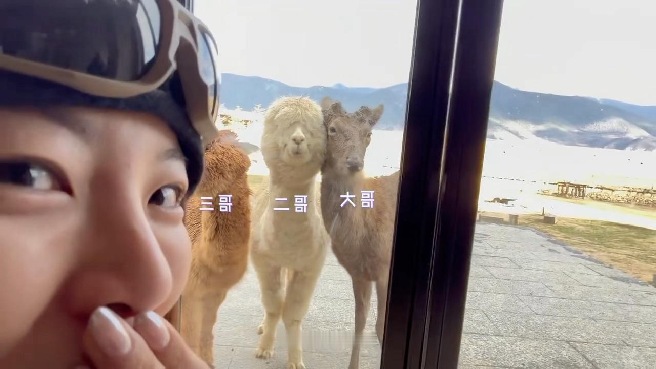 羊驼🦙🦙🦙三兄弟杨超越vlog super越刊