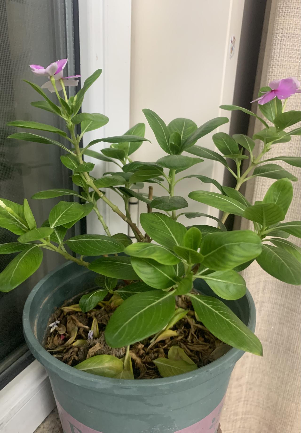 看看我家这棵天天开
天天开是夹竹桃科长春花属的多年生草本植物，又名日日春，四季梅