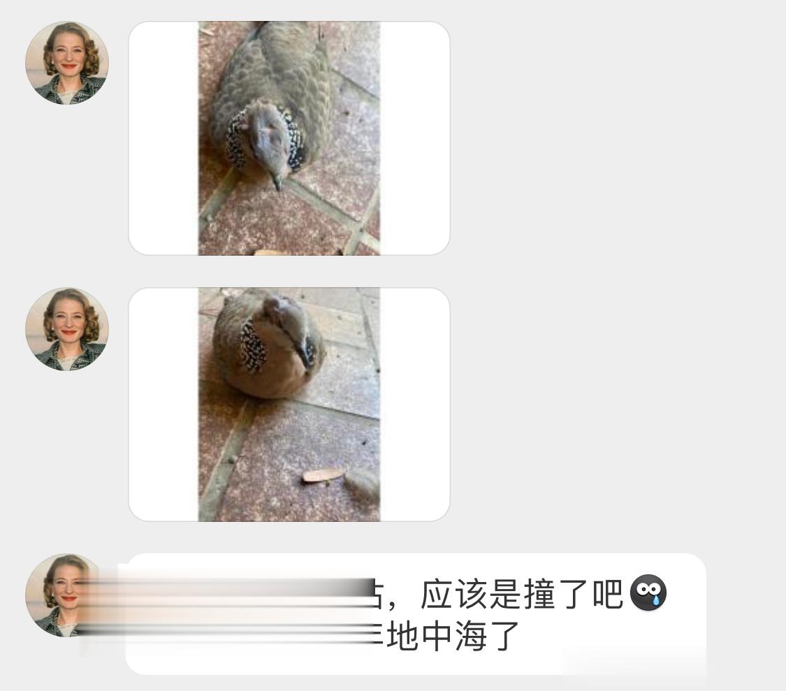门口发现的珠颈斑鸠🙊就挺秃然的…大概率撞到玻璃了 ​​​
