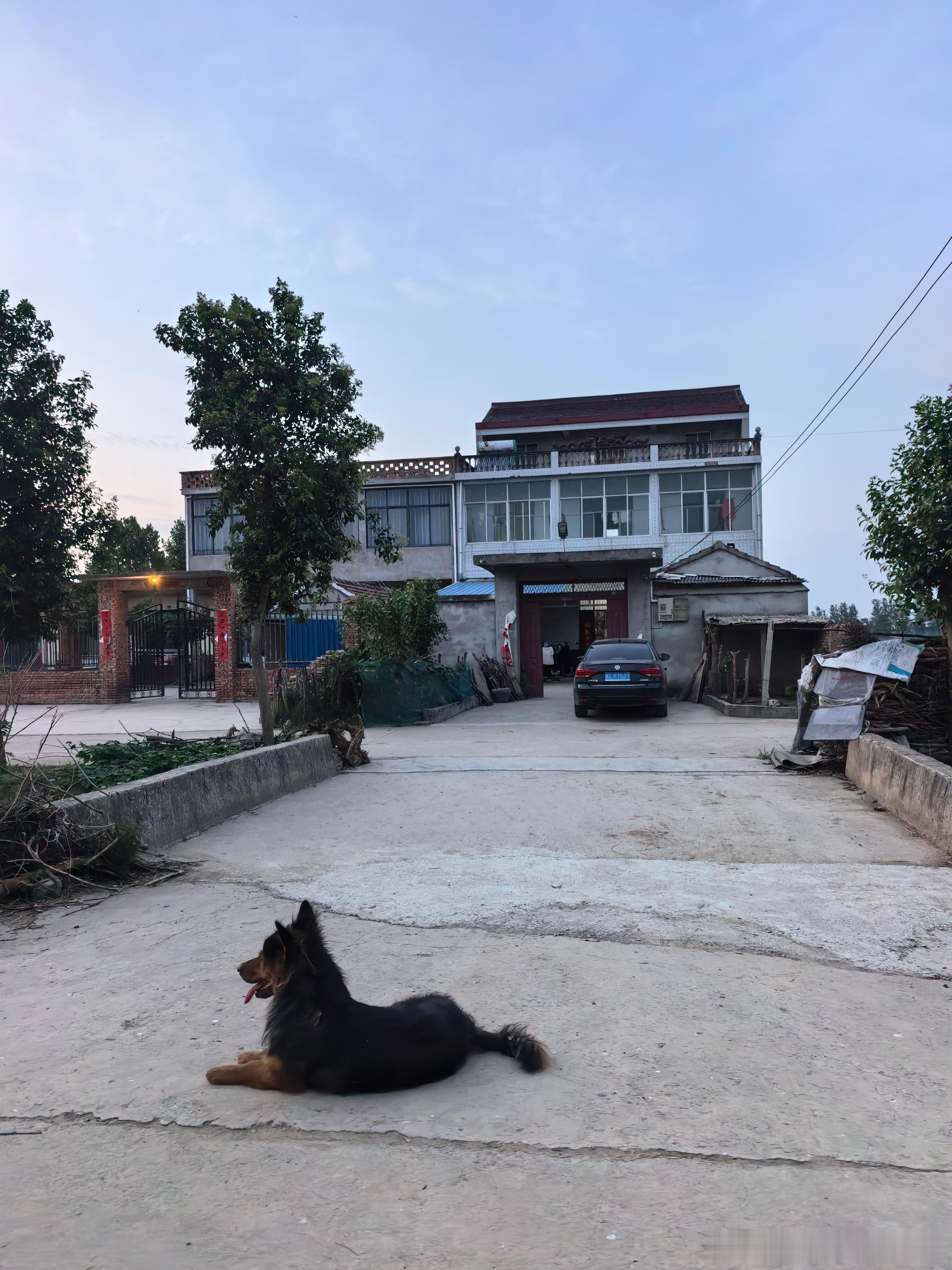 早安。你需要大量的无聊。无聊到每天站门口拍路边的狗狗。 