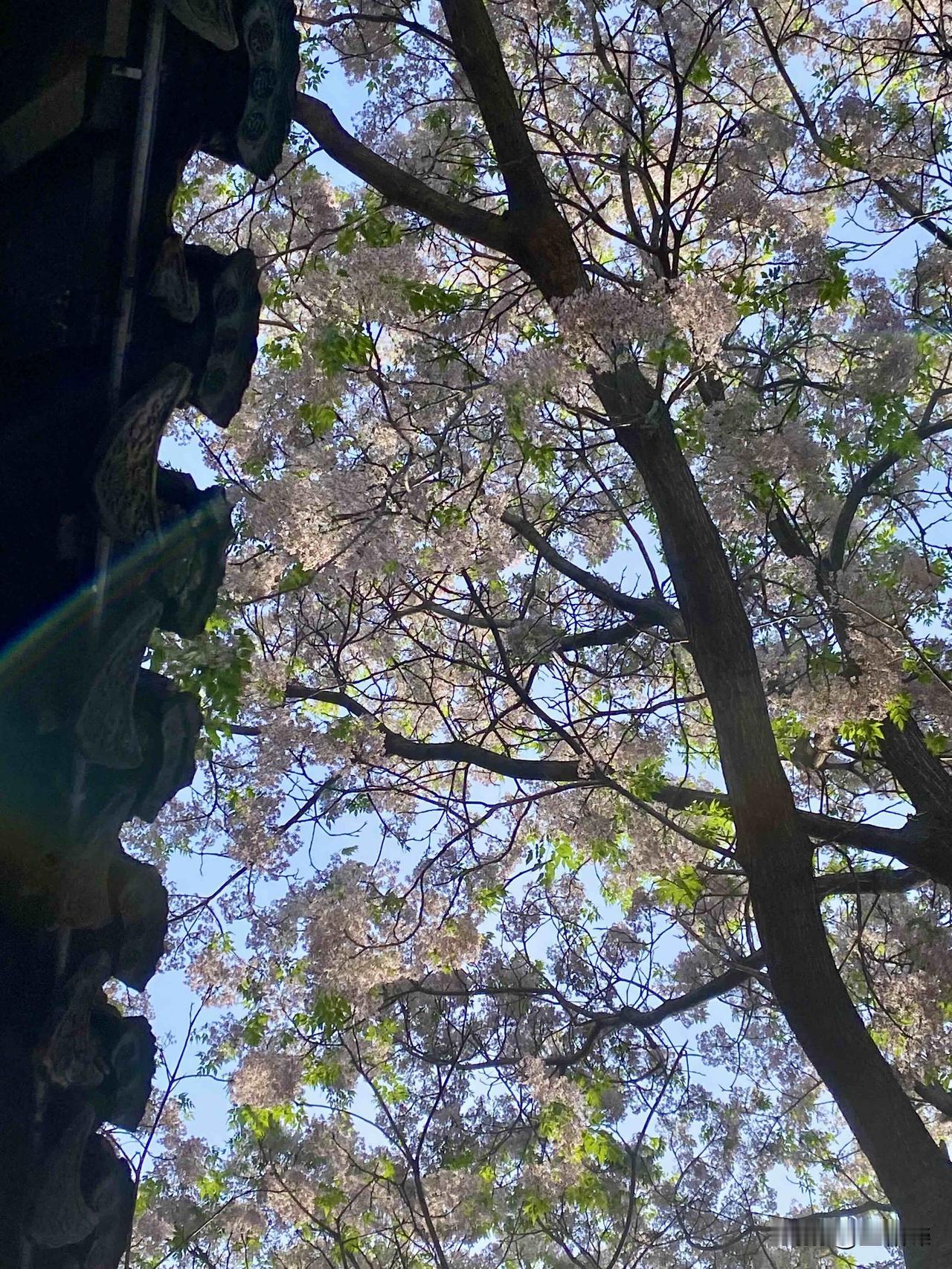 《况公祠苦楝树花先睹为快》
我去了姑苏古城的况公祠，一到那就被满院飘香的苦楝树惊