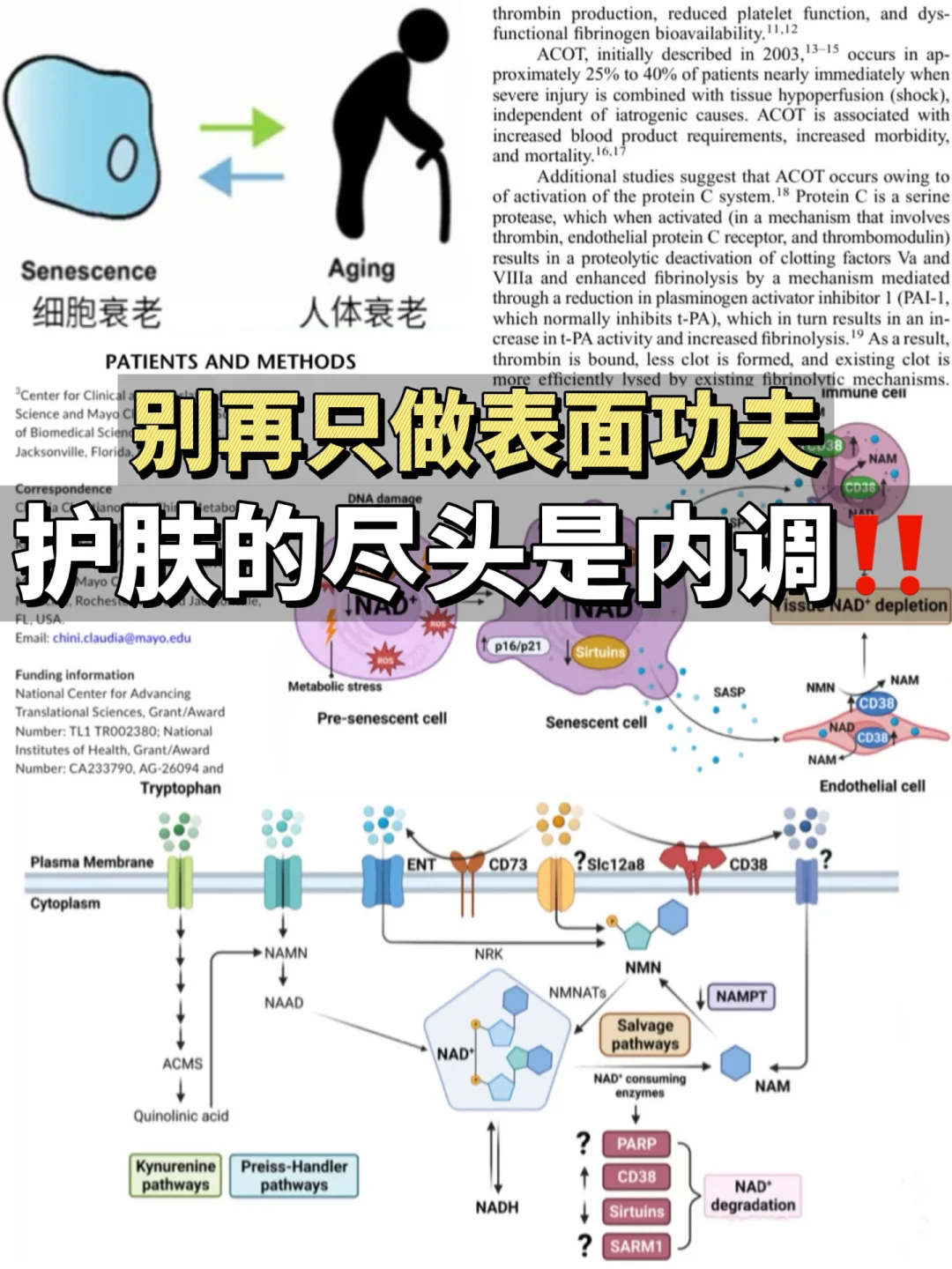 养生内服合集🔗扫走黄气，补出好状态！