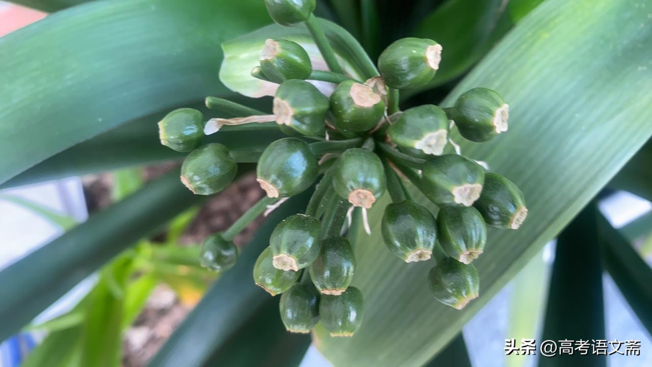 新年生活图鉴绿意盎然的植物，生机勃勃的小果实，自然之美尽收眼底！🌿🍃