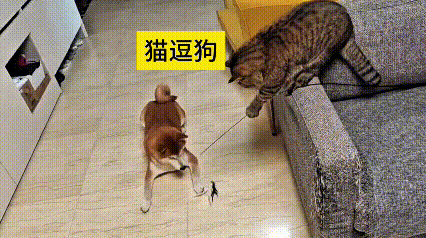 看到这个视频，瞅瞅这狸花猫，可真是个“小机灵鬼”！它趴在沙发上，拿个小玩具逗得柴