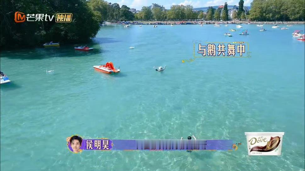 #侯明昊说金晨和天鹅一个家族# 金晨不愧是学跳舞的，随便一做动作，就好像天鹅啊，