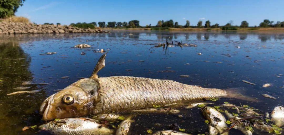 德国河水飘起数千死鱼！水样检出毒质

今年7月底，德国东部奥得河附近的城镇就曾接