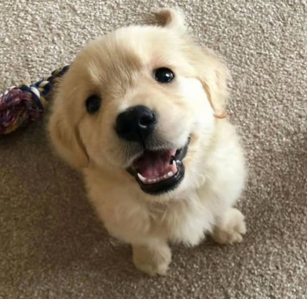 🐕：不是啊我们又没有…他们都很强的，有点怕的૮₍  ˶•⤙•˶ ₎ა我们是小鸡