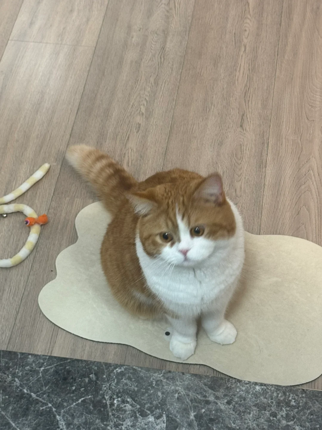 妈妈 你在里面养狗了吗？