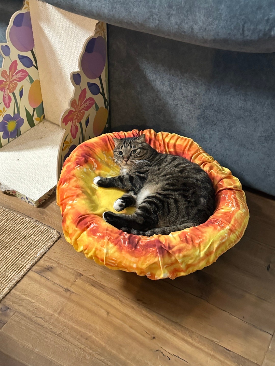 发明小猫蛋挞的人是个天才 ​​​