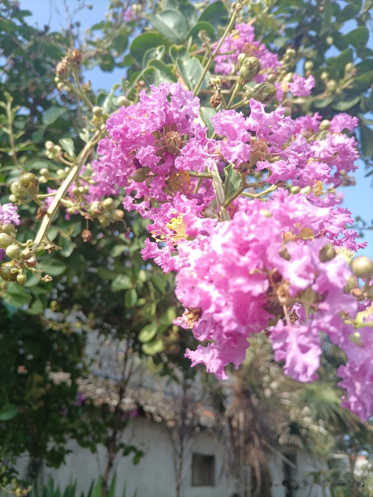 夏日炎炎正是紫薇花开放的时候，一簇簇细密娇小的花朵迎风摇曳，小蜜蜂们都来采蜜了，