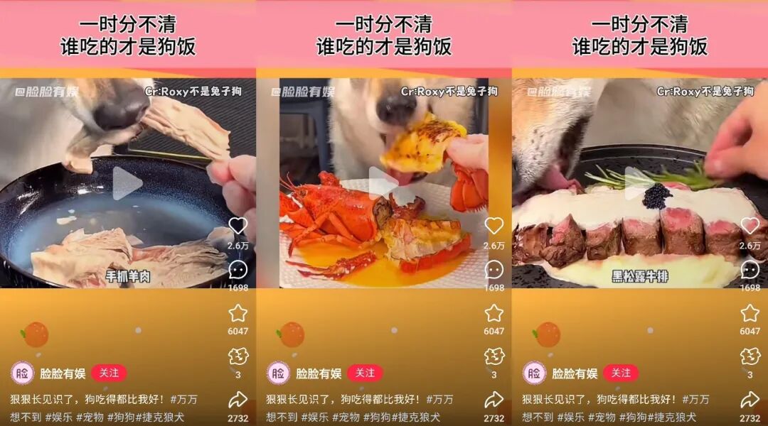 在拼多多，年轻人开始为毛孩子买别墅了