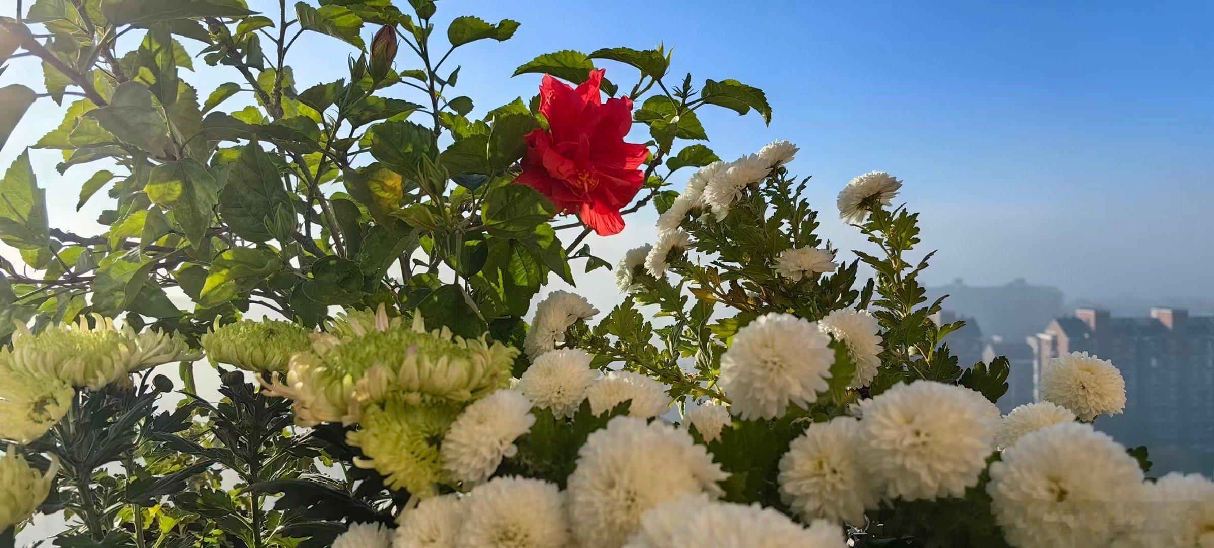 这丛小菊花初开时雪白，我一度想把它连盆扔了。后来给它用上了硫酸亚铁，改变土壤酸碱