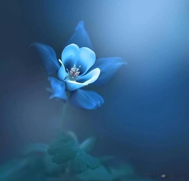 #情感#                     《无题》残月疏星曙色微，晓风吹