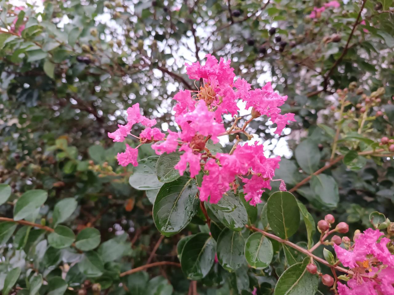 随手拍的紫薇花
叶子绿绿哒
花色艳丽
花朵优美
娇艳欲滴
美丽绽放