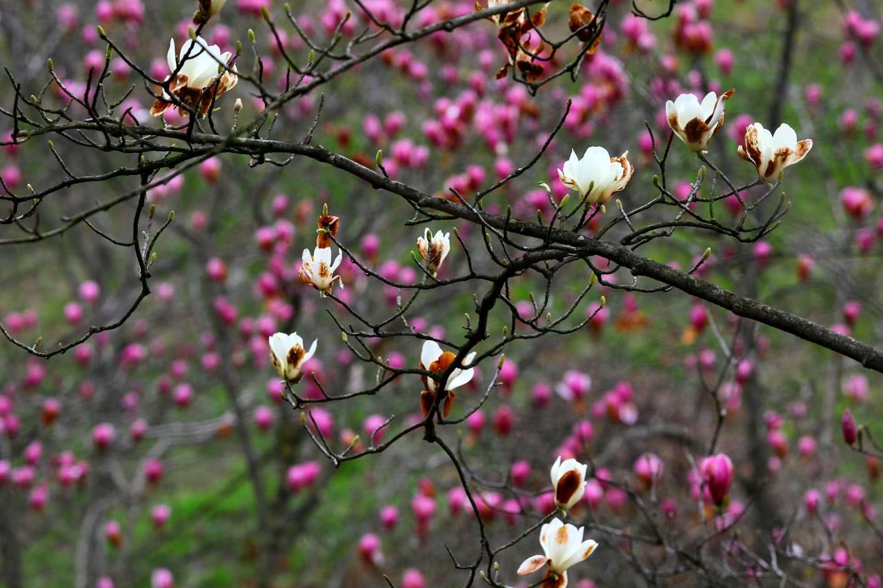 春山漫开玉兰雪，粉紫成海，风里都是温柔的花期信笺。