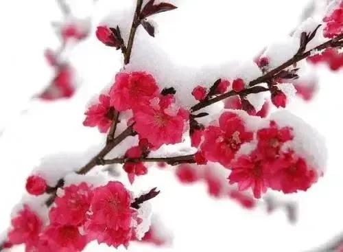 白雪映红梅