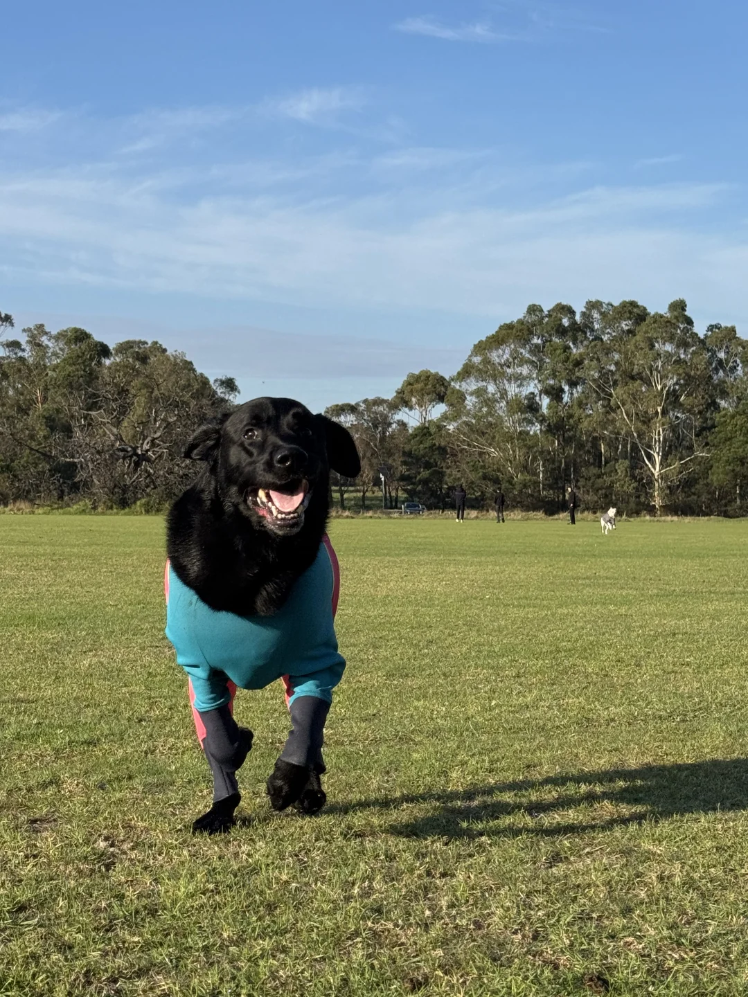这位小狗 禁止用脸跑步🏃