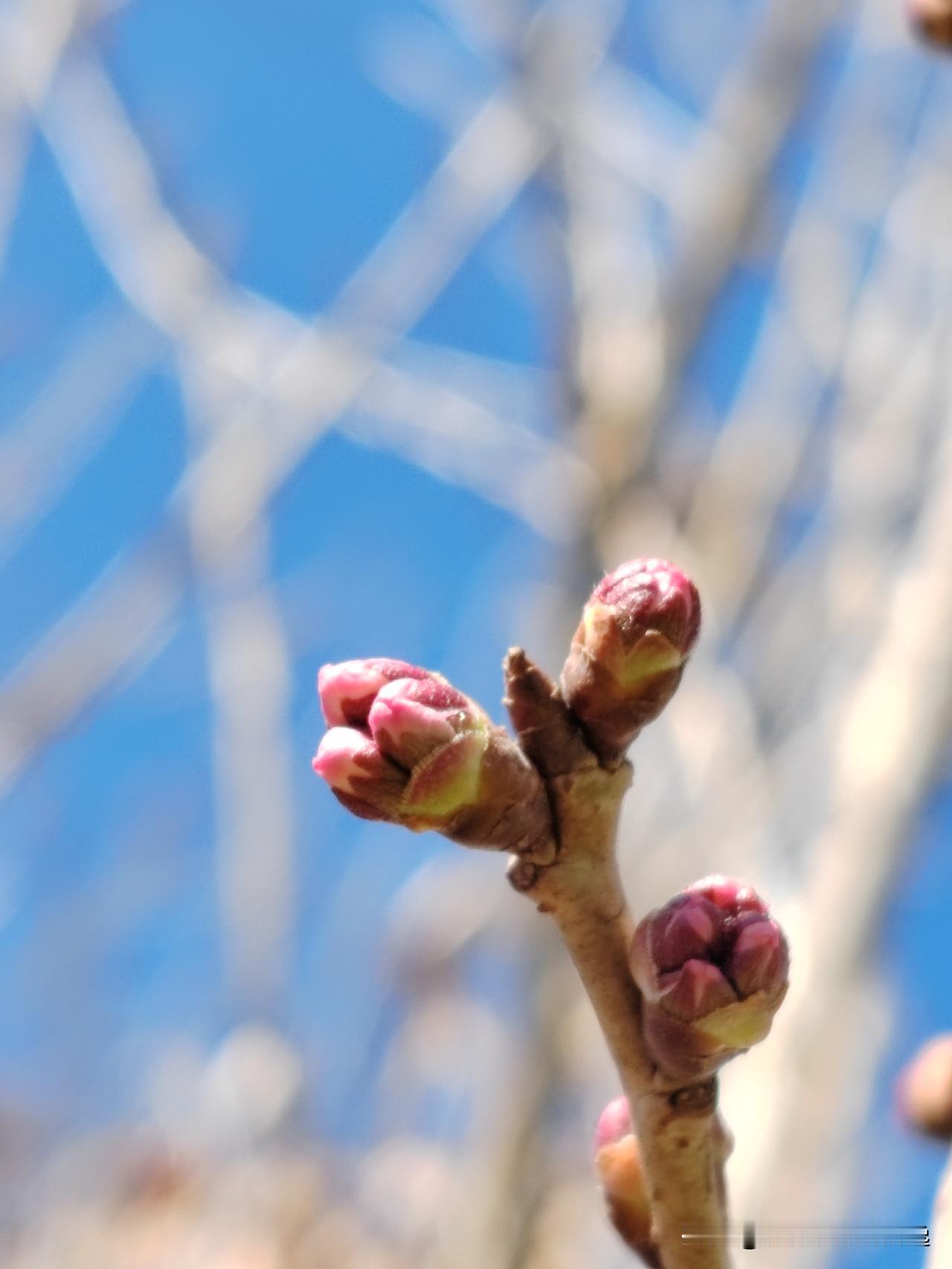 春天如约而至
我们随遇而安