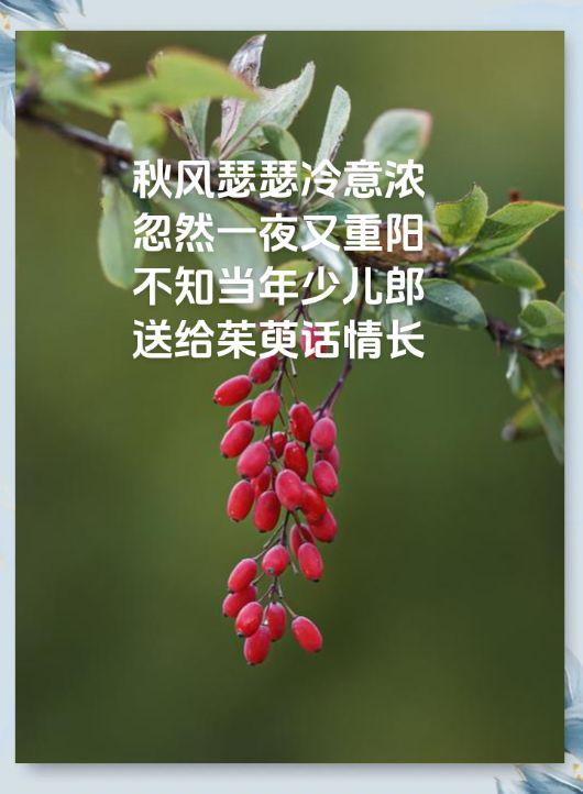 送上茱萸话情长