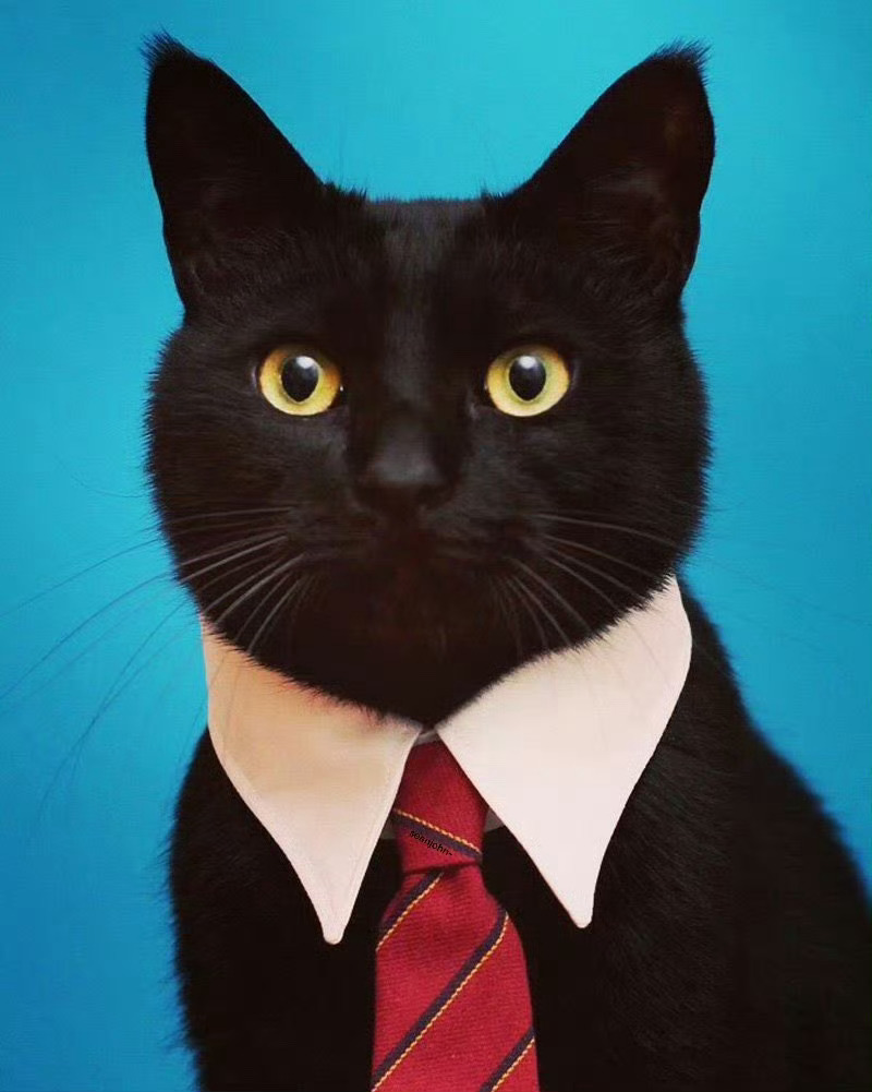 猫咪九月份入园照