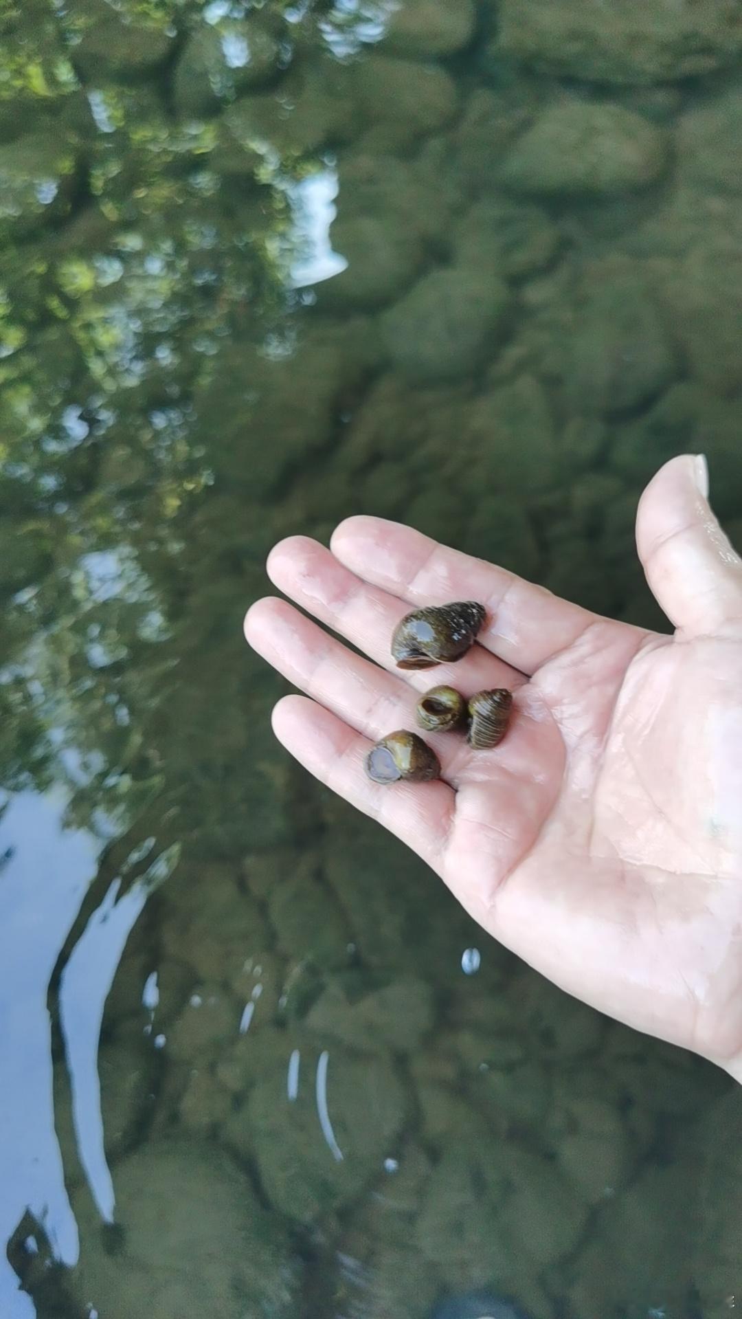 随便烧点吃吃，螺蛳是昨天去江里洗地毯时捡的。 ​​​